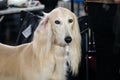 Portrait of a thoroughbred dog from a dog show close-up. Greyhound saluki light color close-up. A beautiful hunting fast dog with Royalty Free Stock Photo