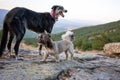 A Greyhound and a Shih Tzu playing over rocks