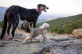 A Greyhound and a Shih Tzu playing over rocks