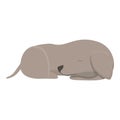 Greyhound sleep icon cartoon vector. Animal dog