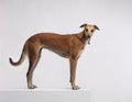 Greyhound stood on white background Royalty Free Stock Photo