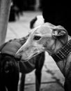 Greyhound in street Royalty Free Stock Photo