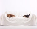 Greyhound and terrier dogs sleeping on sofa on white background Royalty Free Stock Photo