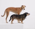 Greyhound and terrier on white background Royalty Free Stock Photo