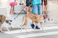 greyhound tiger breed dogs whippets with owner walking at the city street Royalty Free Stock Photo