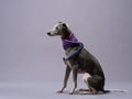 Greyhound with a trendy twist. The sleek dog models a purple and blue rope scarf