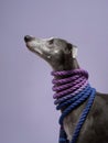 Greyhound with a trendy twist. The sleek dog models a purple and blue rope scarf