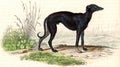 The Greyhound, vintage engraving
