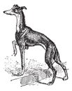 Greyhound, vintage engraving