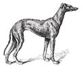 Greyhound, vintage engraving