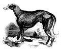 Greyhound vintage illustration