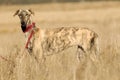 Greyhound wanders the countryside