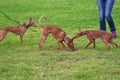 Three pharaoh dogs playing on green grass