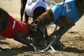 Greyhounds caught the rabbit on the race Royalty Free Stock Photo