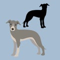 Greyhounds dog vector illustration style Flat