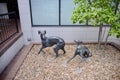 Greyhounds Frolicing Statues