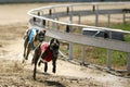 Greyhounds full speed running at race track Royalty Free Stock Photo