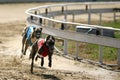 Greyhounds full speed running at race track
