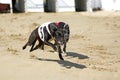 Greyhounds full speed running at race track