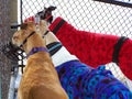 Greyhounds gather together Royalty Free Stock Photo