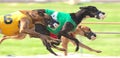 Greyhounds Sprint Down The Race Course In A Very Close Dog Race Royalty Free Stock Photo