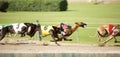 Greyhounds sprint down the track in a tight race. Royalty Free Stock Photo