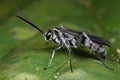 A greyish black spider wasp