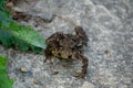 Greyish-brown skin covered with wart-like lumps toad move from the lair and walk on the concrete ground Royalty Free Stock Photo