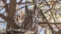 Greyish Eagle-owl on Dry Log Royalty Free Stock Photo