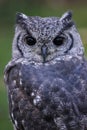 Greyish Eagle Owl or Vermiculated Eagle owl Royalty Free Stock Photo