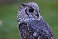 Greyish Eagle Owl or Vermiculated Eagle owl Royalty Free Stock Photo