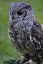 Greyish Eagle Owl or Vermiculated Eagle owl Royalty Free Stock Photo