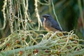 Greyish Saltator - Saltator coerulescens seed-eating songbird from the tropical Americas, placed in the cardinal family Royalty Free Stock Photo