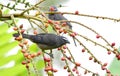 Greyish Saltator Saltator coerulescens