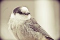 GreyJay Royalty Free Stock Photo