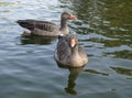 Greylag Geese