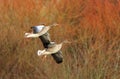 Greylag Geese