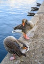 Greylag geese Anser anser preening by a lake Royalty Free Stock Photo
