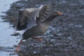 Greylag Geese [Anser anser] taking off Royalty Free Stock Photo
