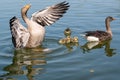 Greylag goose, anser anser, flapping wings with young goslings swimming on a lake Royalty Free Stock Photo