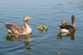 Greylag geese, anser anser, with young goslings Royalty Free Stock Photo