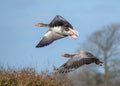 Greylag Geese - Anser anser in flight. Royalty Free Stock Photo