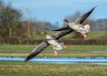 Greylag Geese - Anser anser in flight.