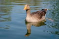 Greylag geese, anser anser, with young goslings Royalty Free Stock Photo