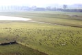 Greylag geese in dutch river landscape, Brummen