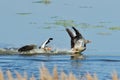 Greylag geese family in spring Royalty Free Stock Photo