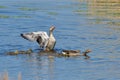 Greylag geese family in spring Royalty Free Stock Photo