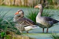 Greylag geese in spring Royalty Free Stock Photo