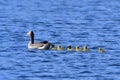 Greylag geese family Royalty Free Stock Photo