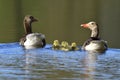 Greylag geese family Royalty Free Stock Photo